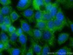 WNT7A Antibody in Immunocytochemistry (ICC/IF)