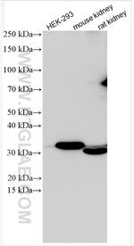 WNT7A Antibody in Western Blot (WB)