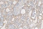 CD90/Thy1 Antibody in Immunohistochemistry (Paraffin) (IHC (P))