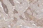 CD90/Thy1 Antibody in Immunohistochemistry (Paraffin) (IHC (P))