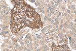 CD90/Thy1 Antibody in Immunohistochemistry (Paraffin) (IHC (P))
