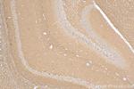 CD90/Thy1 Antibody in Immunohistochemistry (Paraffin) (IHC (P))