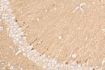 CD90/Thy1 Antibody in Immunohistochemistry (Paraffin) (IHC (P))