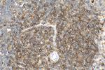 CD90/Thy1 Antibody in Immunohistochemistry (Paraffin) (IHC (P))