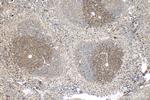 CD90/Thy1 Antibody in Immunohistochemistry (Paraffin) (IHC (P))