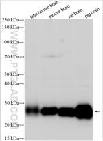 CD90/Thy1 Antibody in Western Blot (WB)