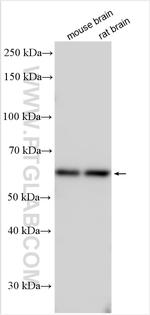 SLC7A3 Antibody in Western Blot (WB)