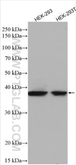 MSI1 Antibody in Western Blot (WB)