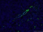 vwf Antibody in Immunohistochemistry (PFA fixed) (IHC (PFA))