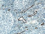 vwf Antibody in Immunohistochemistry (Paraffin) (IHC (P))
