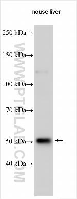 SOCS4 Antibody in Western Blot (WB)