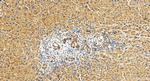 Neuropilin 2 Antibody in Immunohistochemistry (Paraffin) (IHC (P))
