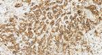 Neuropilin 2 Antibody in Immunohistochemistry (Paraffin) (IHC (P))