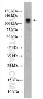 Neuropilin 2 Antibody in Western Blot (WB)