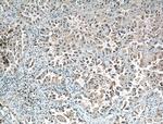 CCDC8 Antibody in Immunohistochemistry (Paraffin) (IHC (P))