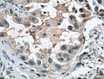 CCDC8 Antibody in Immunohistochemistry (Paraffin) (IHC (P))