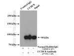 CCDC8 Antibody in Western Blot (WB)