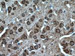 SLC4A10 Antibody in Immunohistochemistry (Paraffin) (IHC (P))