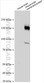 SLC4A10 Antibody in Western Blot (WB)