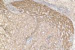 C8G Antibody in Immunohistochemistry (Paraffin) (IHC (P))
