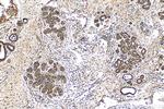 C8G Antibody in Immunohistochemistry (Paraffin) (IHC (P))