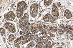 C8G Antibody in Immunohistochemistry (Paraffin) (IHC (P))