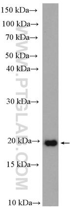 C8G Antibody in Western Blot (WB)