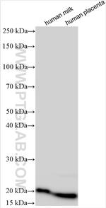 C8G Antibody in Western Blot (WB)
