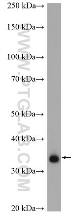 CCDC137 Antibody in Western Blot (WB)