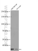 CCDC137 Antibody in Western Blot (WB)