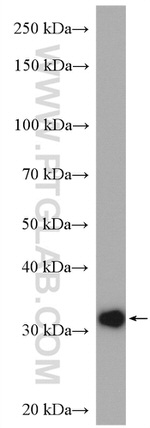 CCDC137 Antibody in Western Blot (WB)