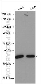 LRRC59 Antibody in Western Blot (WB)