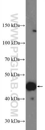 LRRC59 Antibody in Western Blot (WB)