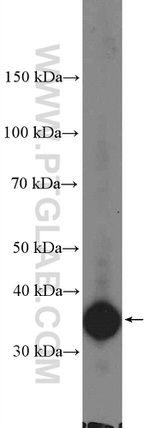 LRRC59 Antibody in Western Blot (WB)