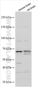 CCDC114 Antibody in Western Blot (WB)