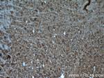 WNT2 Antibody in Immunohistochemistry (Paraffin) (IHC (P))
