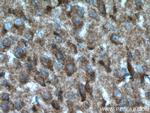 WNT2 Antibody in Immunohistochemistry (Paraffin) (IHC (P))