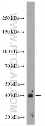 WNT2 Antibody in Western Blot (WB)