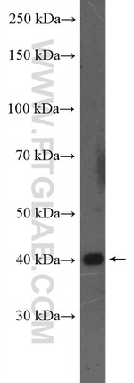WNT2 Antibody in Western Blot (WB)