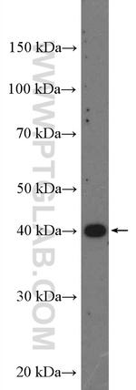 WNT2 Antibody in Western Blot (WB)