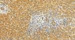 USP40 Antibody in Immunohistochemistry (Paraffin) (IHC (P))