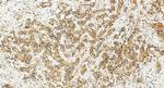 USP40 Antibody in Immunohistochemistry (Paraffin) (IHC (P))