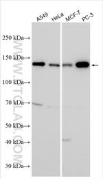 USP40 Antibody in Western Blot (WB)
