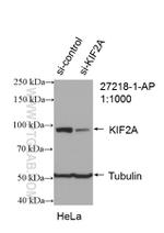 KIF2A Antibody in Western Blot (WB)