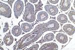 FTO Antibody in Immunohistochemistry (Paraffin) (IHC (P))