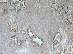 SELENBP1 Antibody in Immunohistochemistry (Paraffin) (IHC (P))