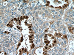 SELENBP1 Antibody in Immunohistochemistry (Paraffin) (IHC (P))