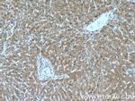 SELENBP1 Antibody in Immunohistochemistry (Paraffin) (IHC (P))
