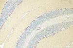 NMDAR1/GRIN1 Antibody in Immunohistochemistry (Paraffin) (IHC (P))