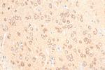 NMDAR1/GRIN1 Antibody in Immunohistochemistry (Paraffin) (IHC (P))